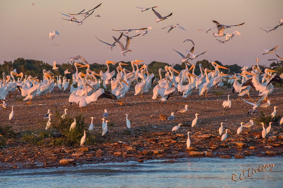 Grand Lake Pelican Festival - Grand Lake Annual Events