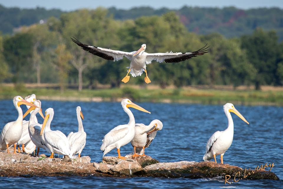 Grand Lake Pelican Festival - Grand Lake Annual Events