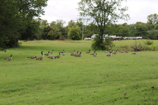 Wildlife at Eagles Landing Resort and Recreation 