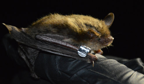 GRDA, USFWS share information on Northern Long-Eared Bat