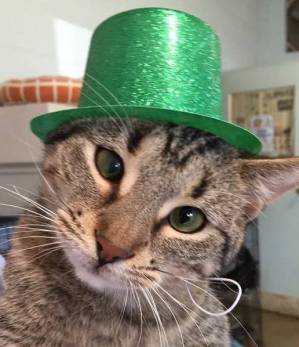 $17 St. Patrick's Day Cat Adoption Special at Second Chance Pet Rescue