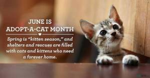 June is Adopt a Cat Month at Second Chance Pet Rescue