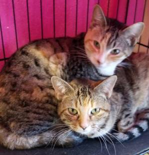 "Cat Couple" from Second Chance Pet Rescue Brings Twice the Love into your Home