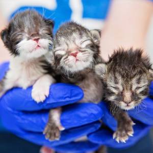 "Kitten Season" Numbers Pose Problem for Second Chance Pet Rescue