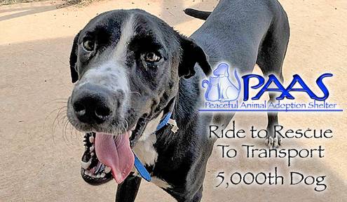 PAAS' Ride to Rescue To Transport 5,000th Dog to Colorado for Adoption