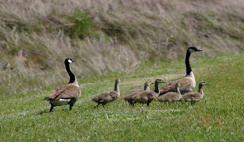 GREC Visitors and Feathered Friends