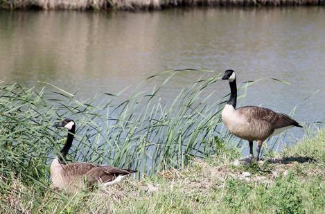 Power for Progress: Highlighting our feathered friends