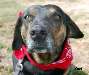 Help Suri from Second chance Pet Rescue find "A Shiny New Start to 2017"