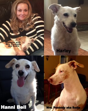 Happy Tails Adoption from Second Chance Pet Rescue - "How Two Hearts Met Over the Evening News!"